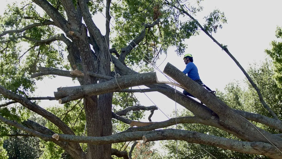 Professional Hazardous Tree Removal performed by certified arborists in Plympton